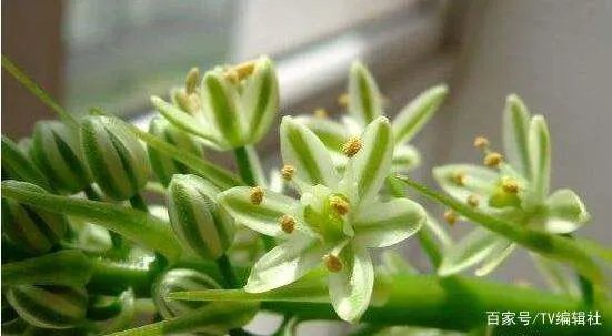 万年青开花吗?
