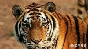 农村老话“宁斗猛虎,不斗疯熊”,这话有道理吗?熊比老虎更可怕吗?
