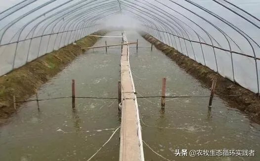 大棚养虾可靠吗?