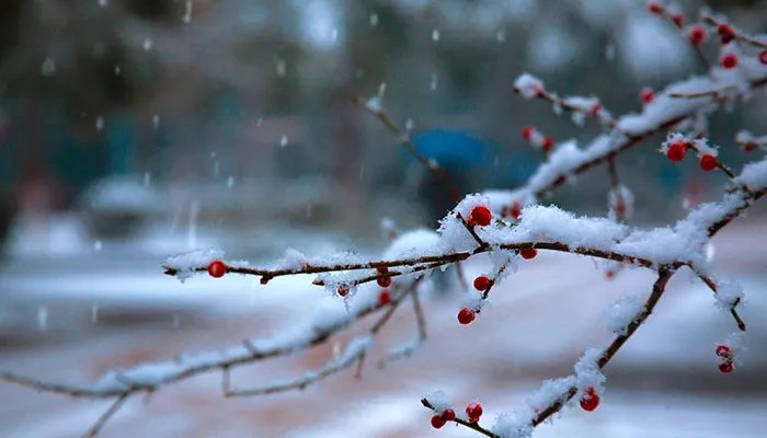 赞美雪的句子
