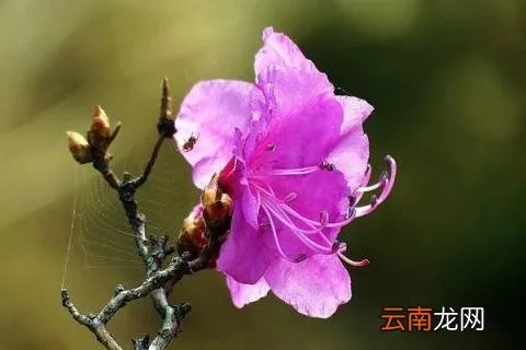 朝鲜的国花