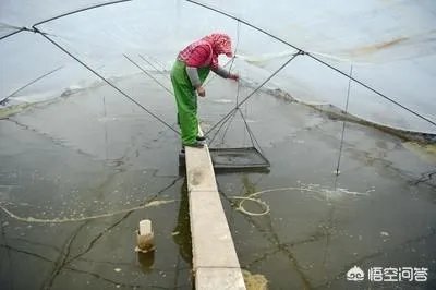 大棚养虾可靠吗?