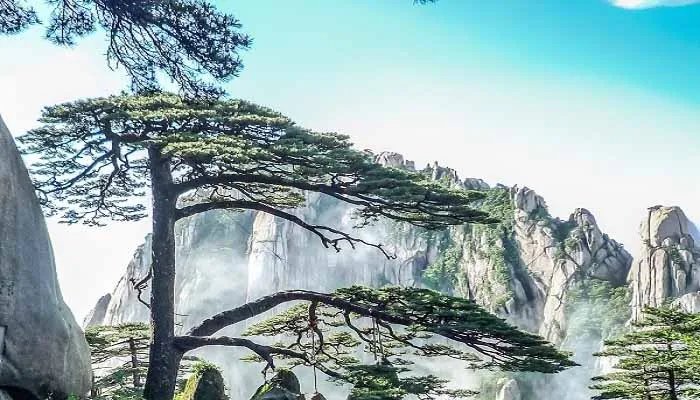 松树的种类 松树的种类有哪些