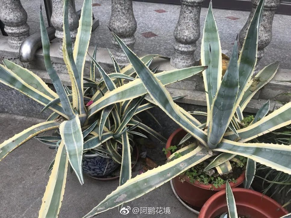 金边龙舌兰