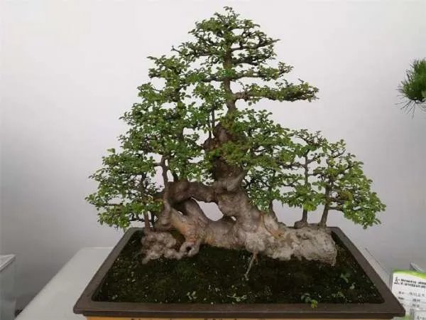 榆树盆景图片