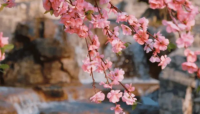 3月开什么花