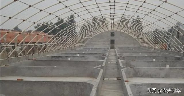 大棚养虾可靠吗?