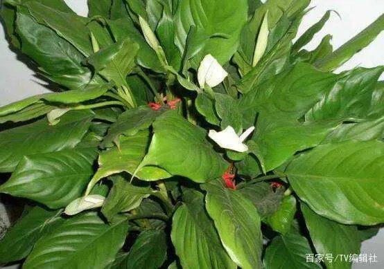 万年青开花吗?