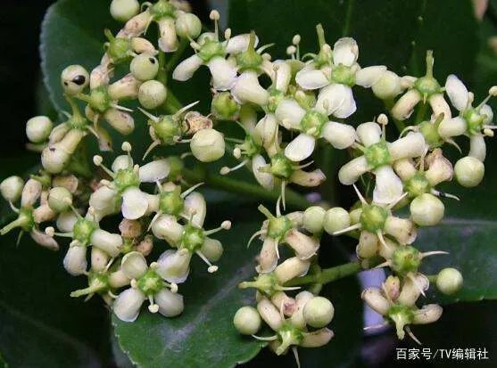 万年青开花吗？
