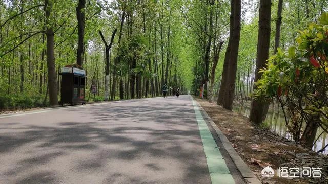 合肥滨湖国家湿地森林公园,好不好玩呢?