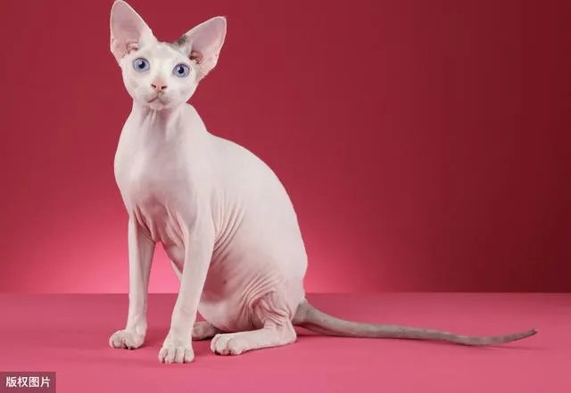 无毛猫价格上猫舍和个人的多少钱?