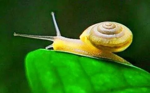 蜗牛的家