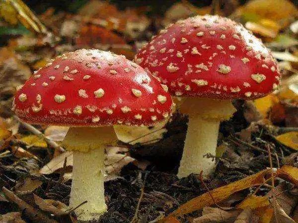 什么是迷幻蘑菇中的主要成分？