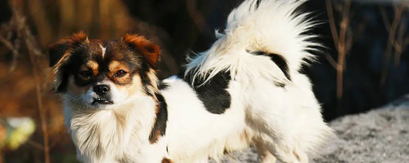 蝴蝶犬好养吗 饲养蝴蝶犬要注意什么