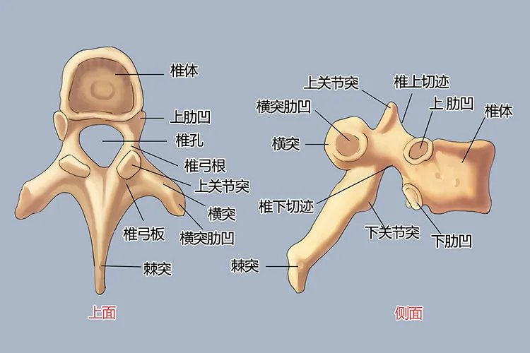 人体脊椎结构图