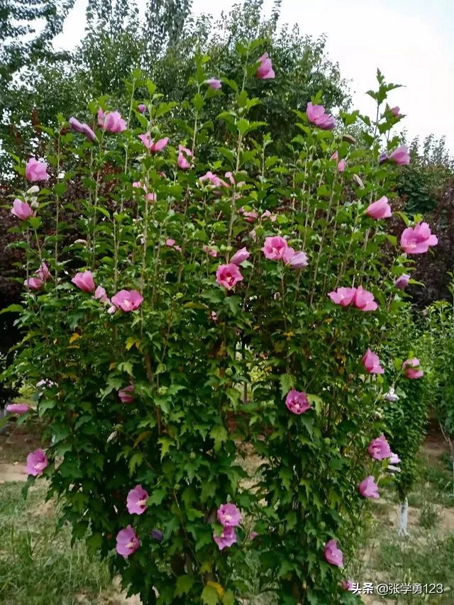 天津为什么多美女?