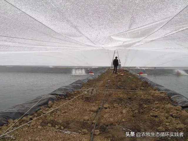 大棚养虾可靠吗?