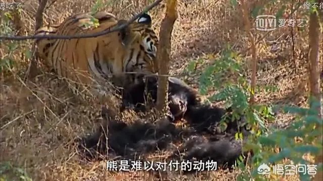 农村老话“宁斗猛虎,不斗疯熊”,这话有道理吗?熊比老虎更可怕吗?