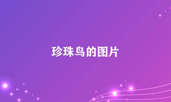 珍珠鸟的图片
