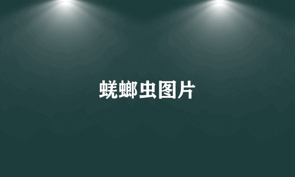 蜣螂虫图片