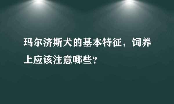 玛尔济斯犬的基本特征，饲养上应该注意哪些？