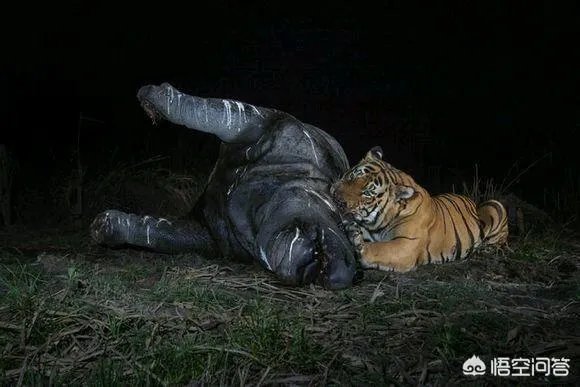 农村老话“宁斗猛虎,不斗疯熊”,这话有道理吗?熊比老虎更可怕吗?
