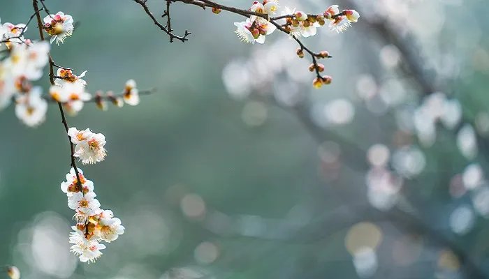 宝剑锋从磨砺出梅花香自苦寒来的意思 宝剑锋从磨砺出梅花香自苦寒来什么意思