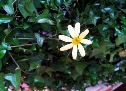 【绿植】开花露峥嵘(上)