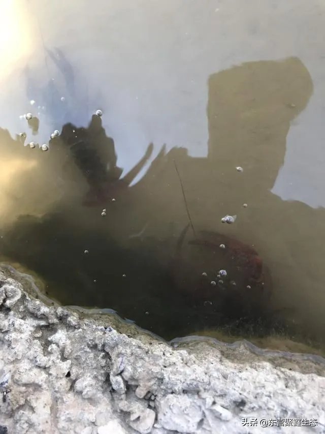 大棚养虾可靠吗?