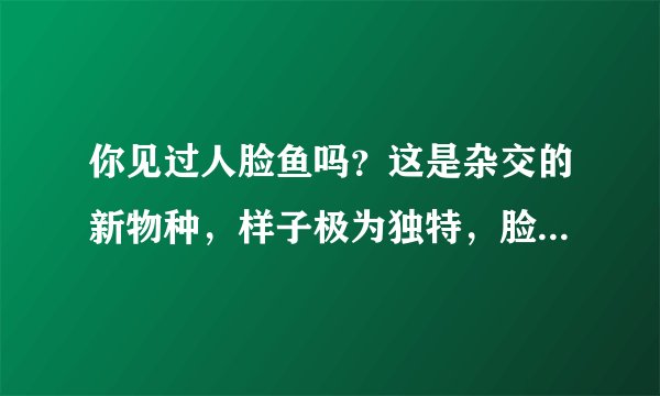 你见过人脸鱼吗?这是杂交的新物种,样子极为独特,脸越大越像人