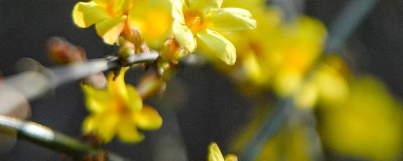 3月开什么花