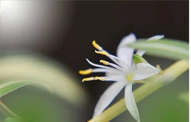 【绿植】开花露峥嵘(上)