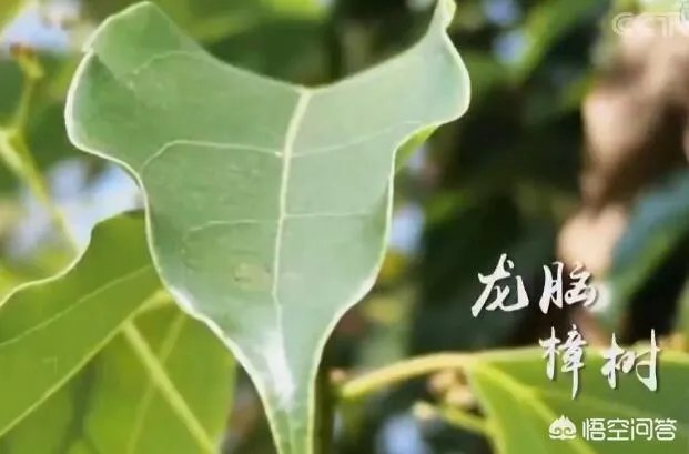 种一亩龙脑樟树三年后有多少利润?