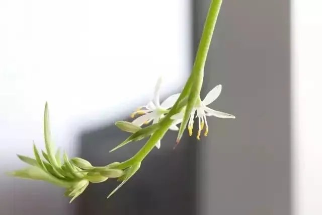 【绿植】开花露峥嵘(上)