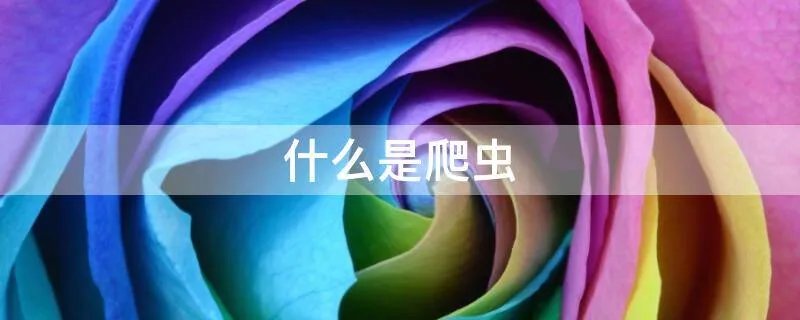 什么是爬虫
