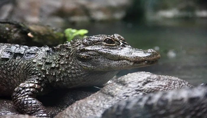 鳄鱼是什么动物 鳄鱼是什么