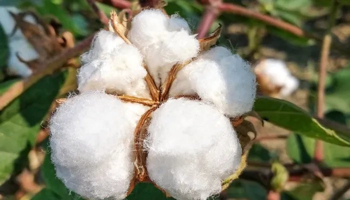 印度棉花几月份种植 印度棉花种植时间