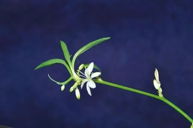【绿植】开花露峥嵘(上)