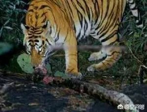 农村老话“宁斗猛虎,不斗疯熊”,这话有道理吗?熊比老虎更可怕吗?