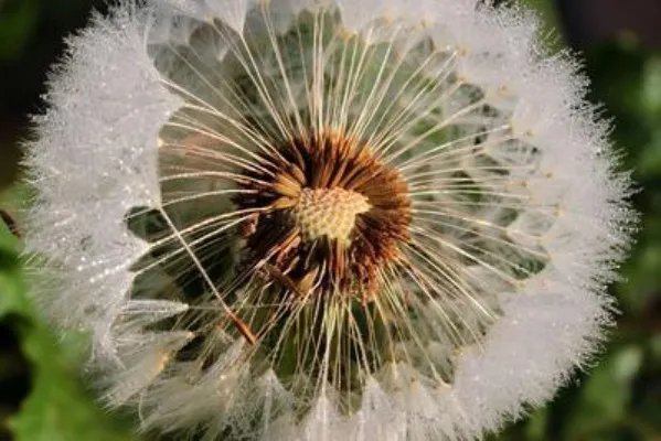 蒲公英是癌症克星 吃蒲公英的注意事项