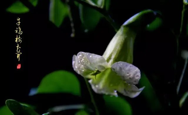 【绿植】开花露峥嵘(上)