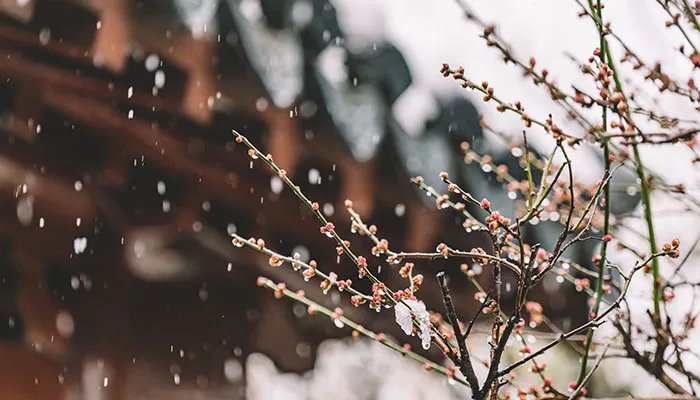 赞美雪的句子